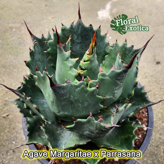 アガベ ハイブリッド AGAVE HYBRID アガベ アリゾニカ Agave