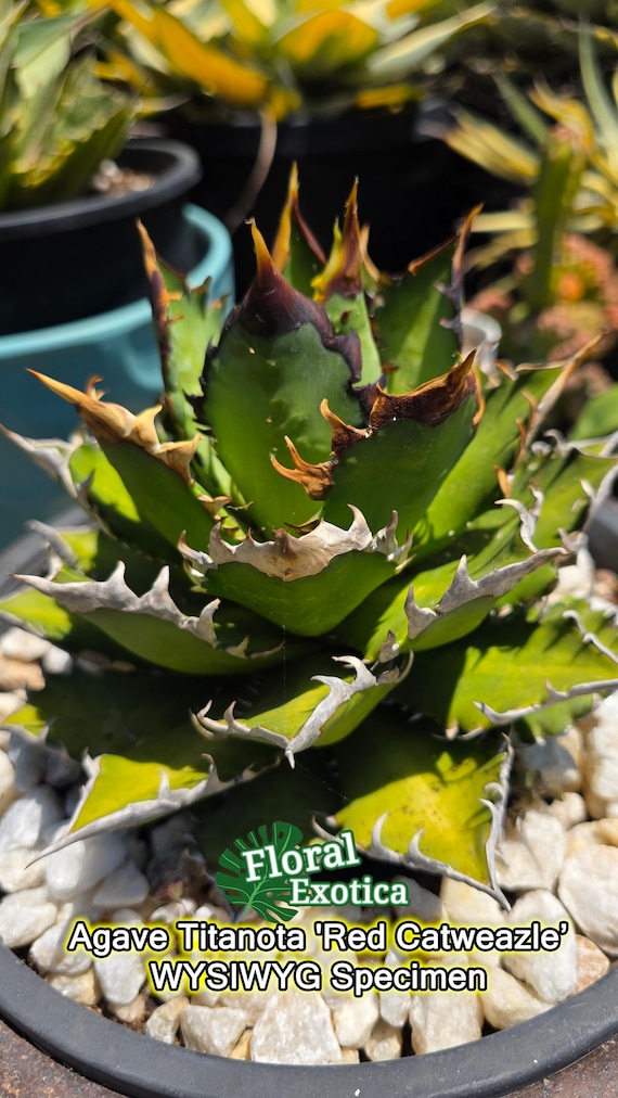 Agave Titanota 'red Catweazle' - Exact Specimen - US Shipping - Etsy