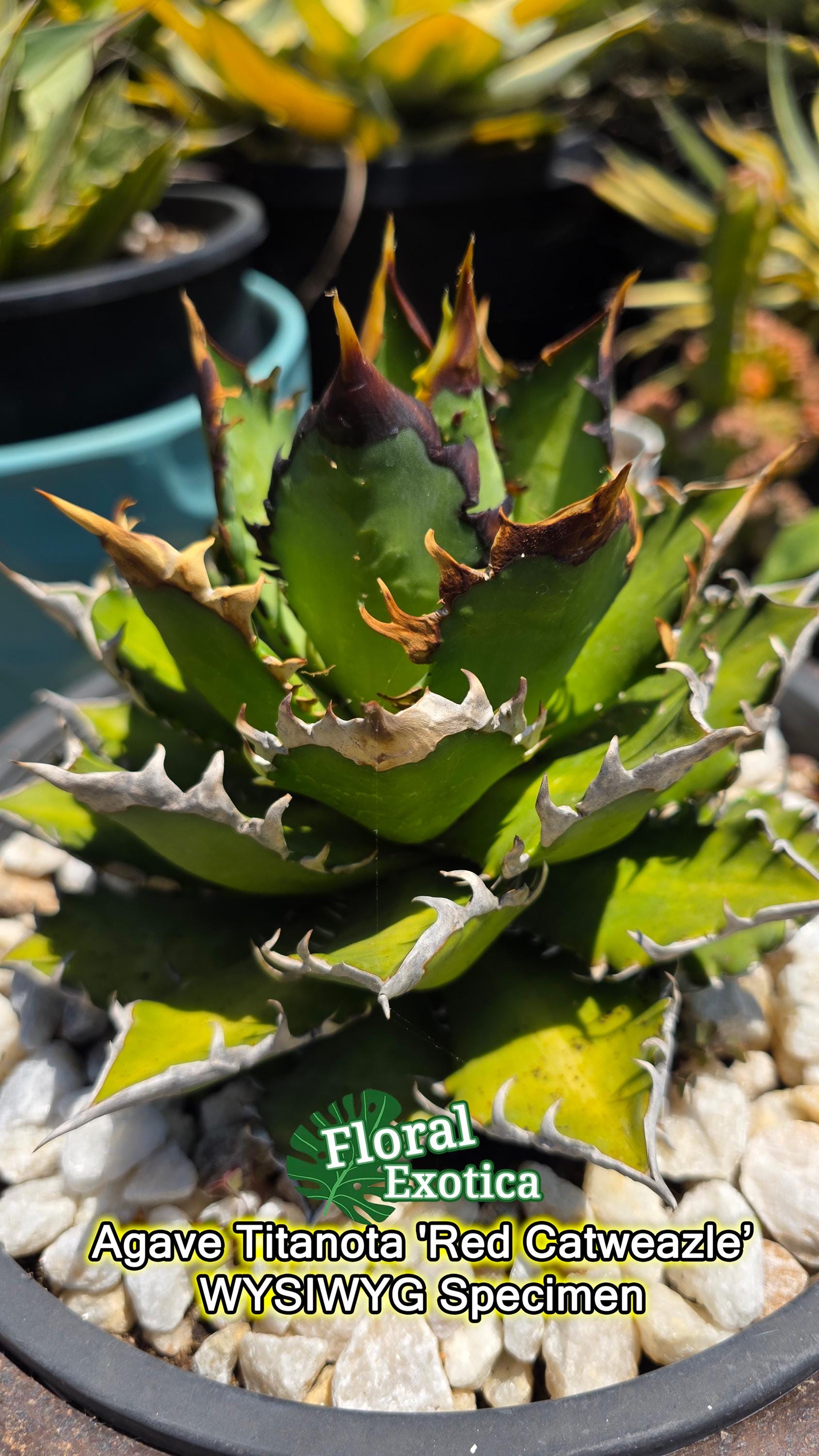 Agave Titanota 'red Catweazle' - Exact Specimen - US Shipping