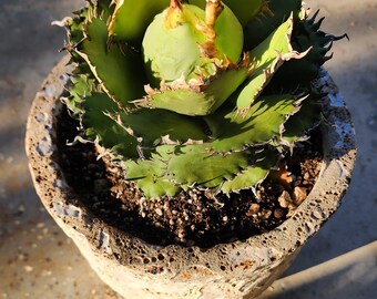 Titanota Filigree Agave - Compact Collector Specimen - Exact Plant
