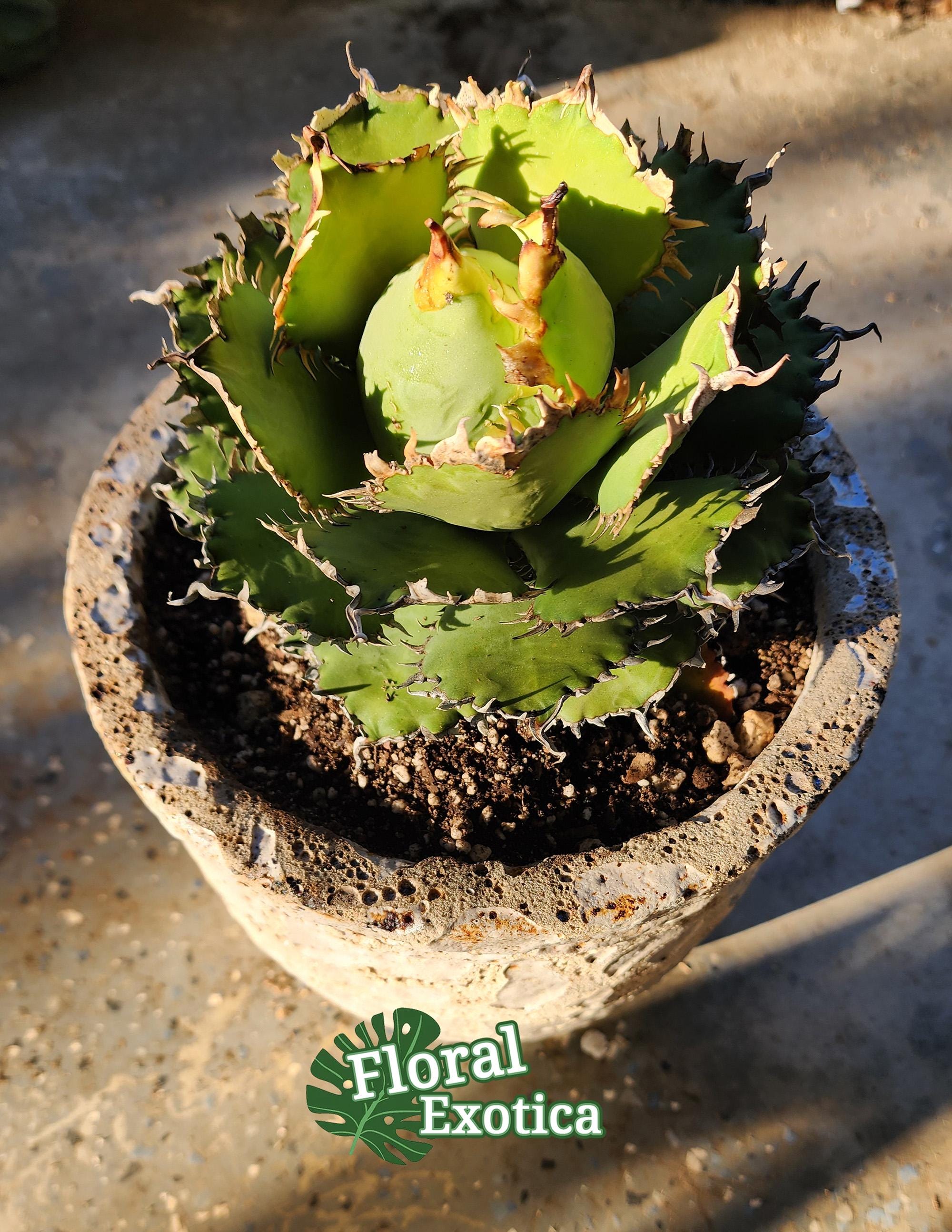Titanota Filigree Agave - Compact Collector Specimen - Exact Plant