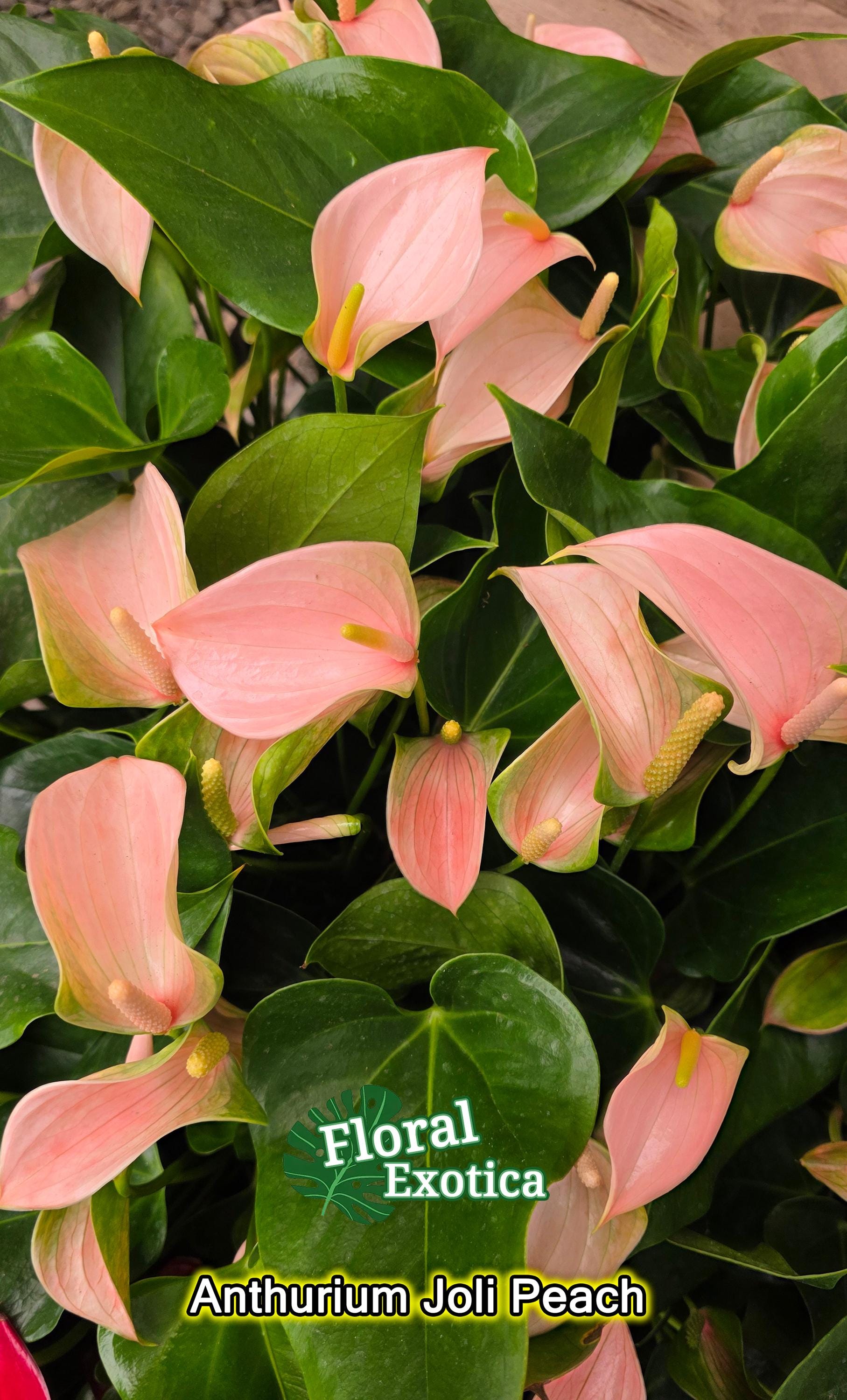 Anthrium Joli Peach - Novelty Anthurium - Florist Quality - 4" Starter -  Etsy