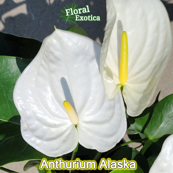 White Anthurium Plant - Snow White Novelty, 6/8 Inch Potted - Etsy