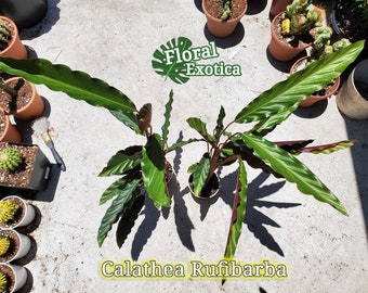 Calathea Rufibarba - Furry Calathea - Wavy Foliages