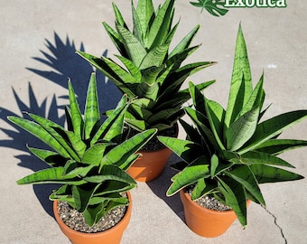 Pineapple Sansevieria - Petite Sanseveria - New Market Introduction - Compact and Cute - Free Shipping