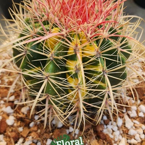 Cactus barril de fuego rojo abigarrado - Ferocactus Stainesii var. Pringlei