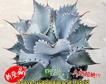 New Guadalajarana Hybrid -【新着】アガベ グアダラハラナ ハイブリッド - 2023 新登場 - 美しのハイブリッド - 龍舌蘭専門店 - Specialty Agave Shop - US Stock - 植物検疫証明書付きで出荷