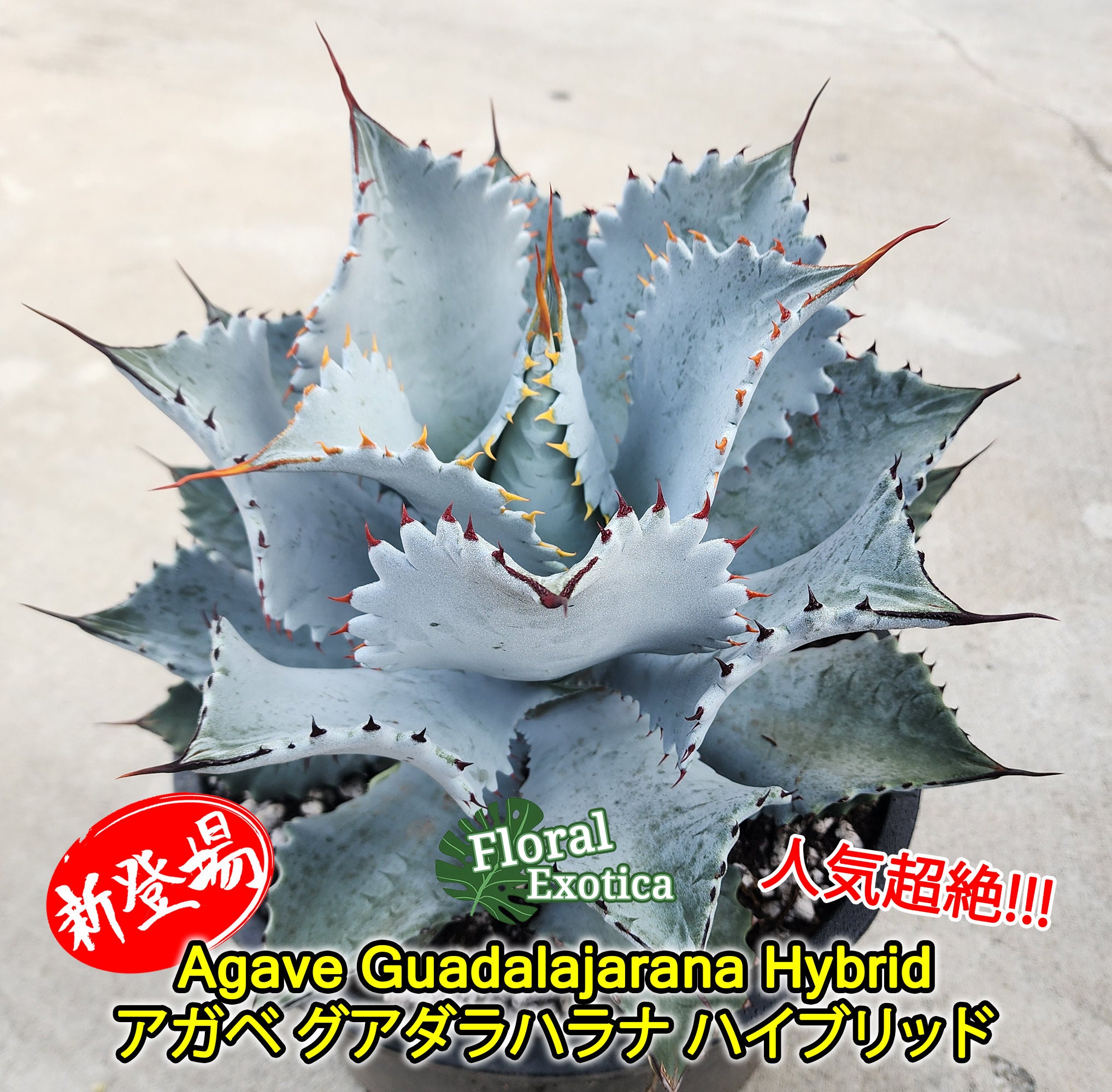 アガベ - Etsy