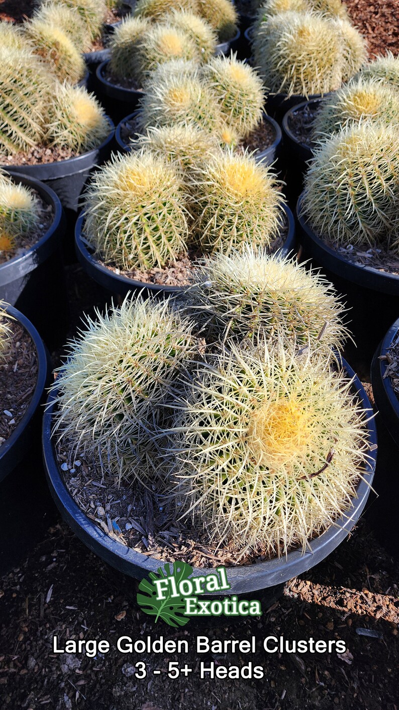Floral Exotica Golden Barrel Cactus - Thumbnail 4