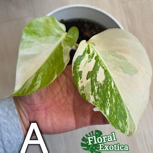 High Variegation Albo Monstera Albo Borsigiana - Beautifully Rooted Specimen - Exact Specimen - WYSIWYG - US Seller - Fast Shipping