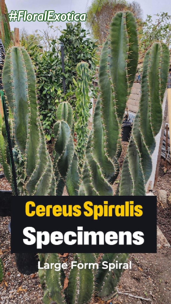 Large Cereus Peruvian Spiralis Cactus  Majestic Columnar Specimen -  Various Length - Etsy.de