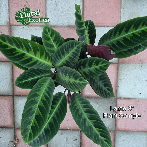 Calathea Warscewiczii Plant: Striking Tropical Foliage - Indoor Houseplant  - Etsy