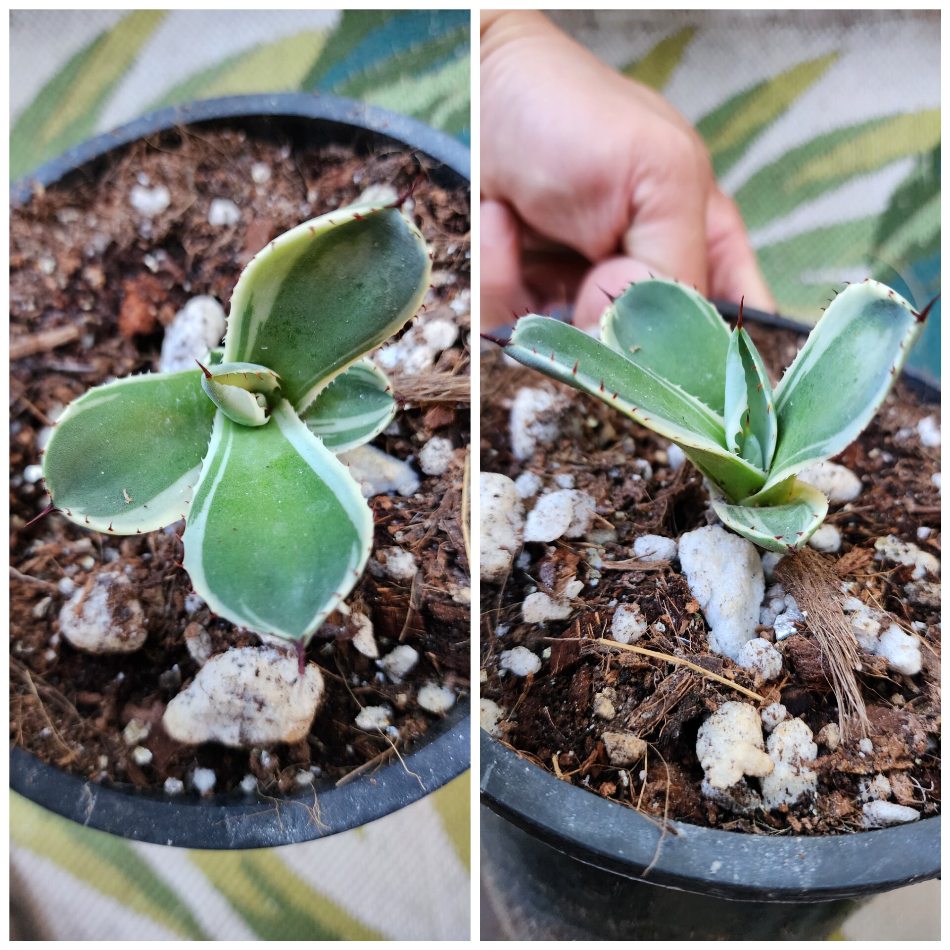 Agave Parryi Truncata 'orizaba' - アガベ パリー トランカタ Agave Parryi Truncata 'orizaba' - アガベ パリー トランカタ