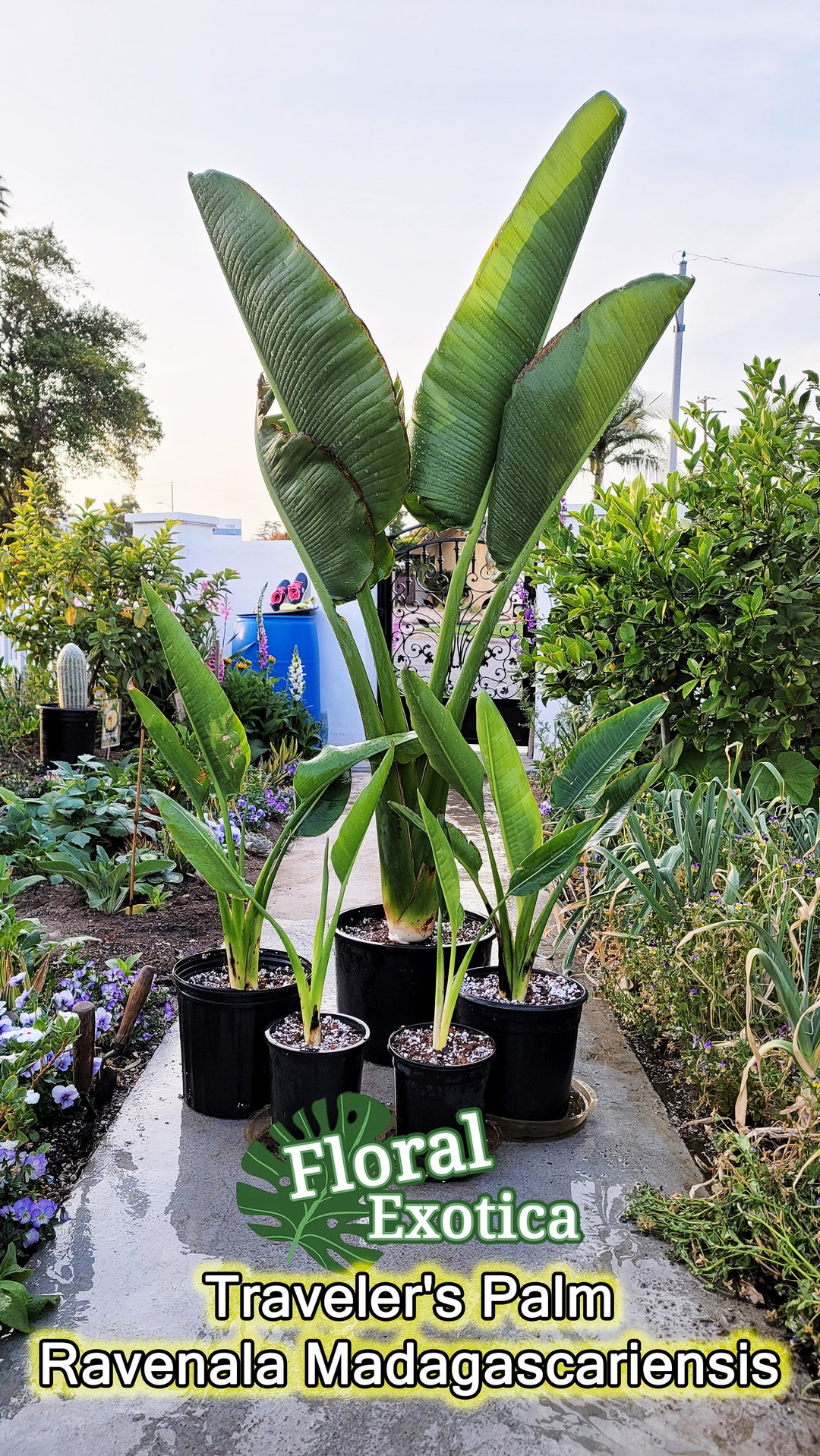 Traveler's Palm Ravenala Madagascariensis Exotic -  Sweden