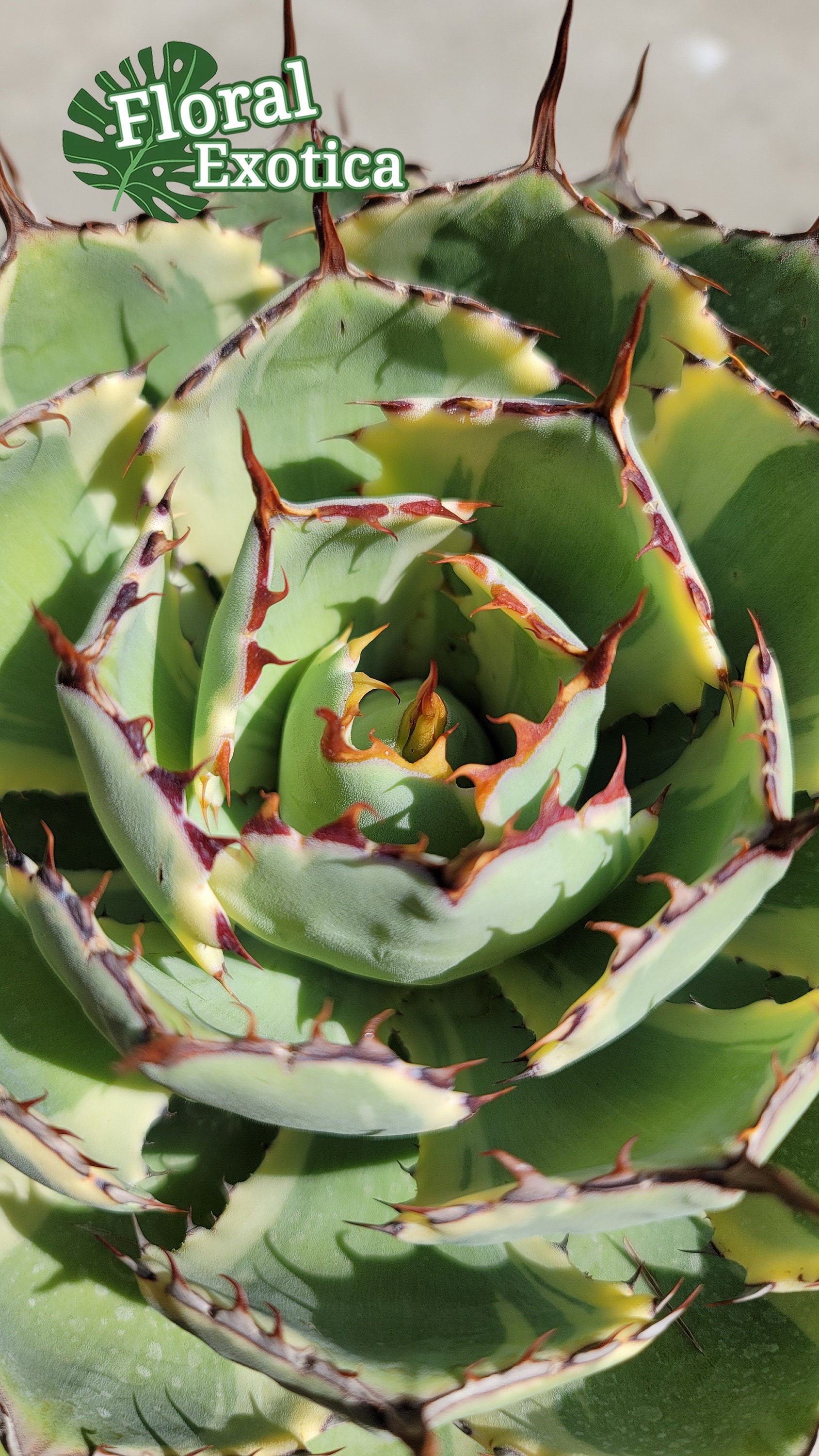 Agave Kissho Kan - 
