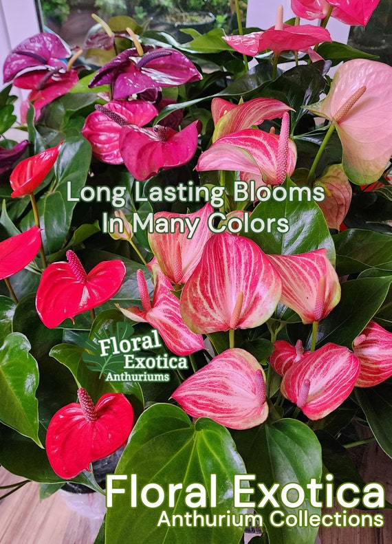 Orange Anthurium Nebraska Plant Potted Blooming Anthurium - Etsy