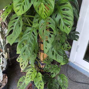 Monstera Thai Constellation by LEAL PLANTS ECUADOR| Monstera Live Indoor  House Plants Swiss Cheese Plant | Deliciosa Live Plant|Monstera Live Indoor