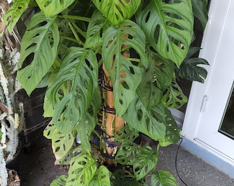 Monstera Adansonii 'Swiss Cheese' - Tropical Aroid - Indoor Houseplant