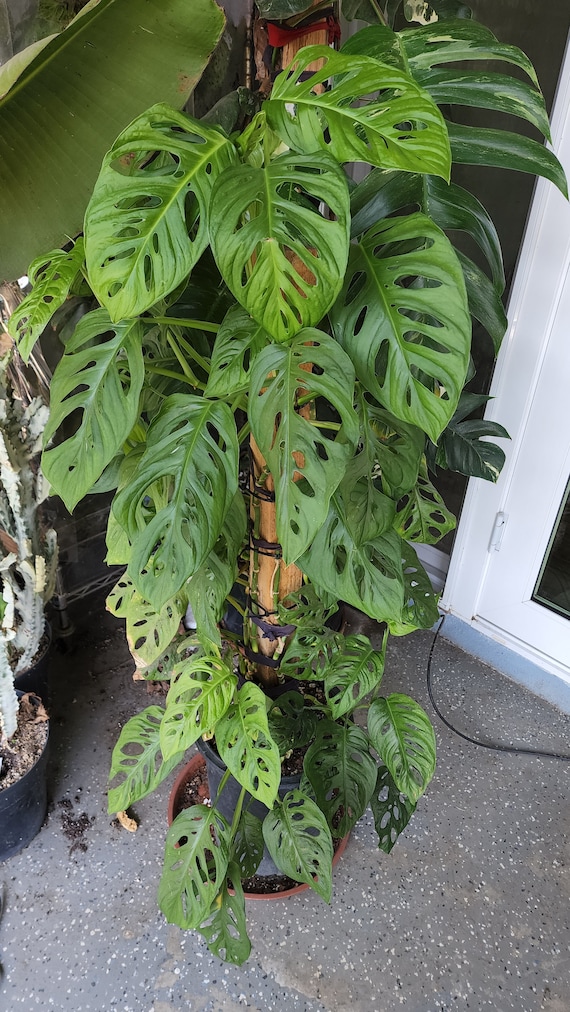 Monstera Adansonii 'swiss Cheese' Free Shipping - Etsy