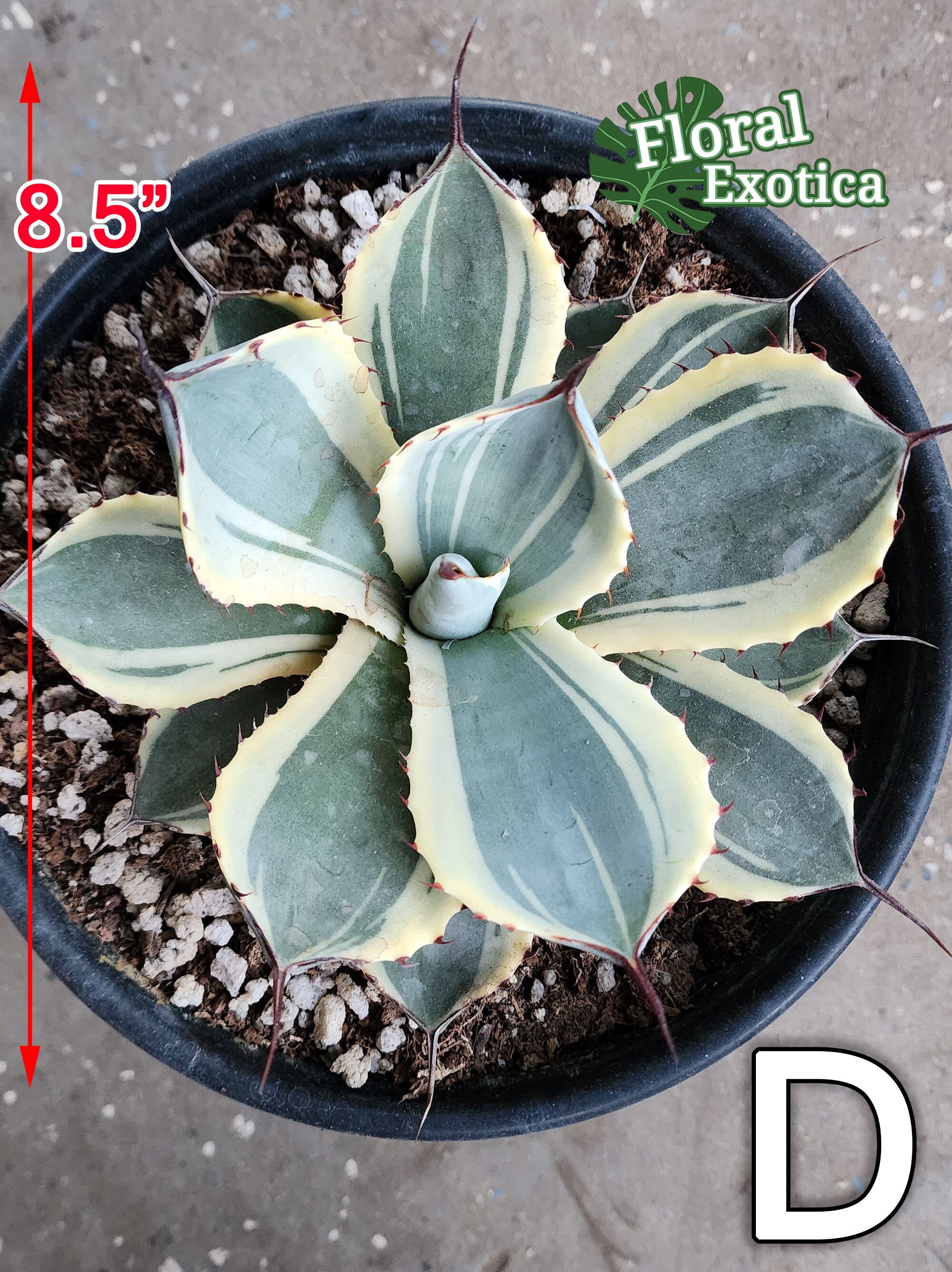Agave Parryi Truncata 'Orizaba' - アガベ パリー トランカタ Agave Parryi Truncata 'Orizaba' - アガベ パリー トランカタ
