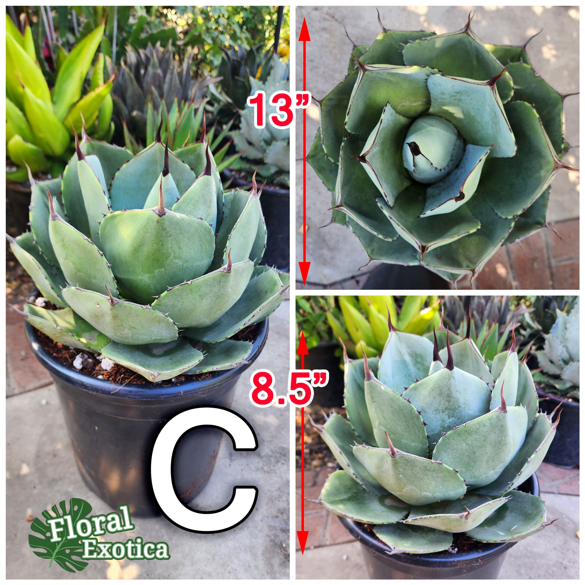 Agave Parryi Truncata - アガベ パリー トルンカータ Agave Parryi Truncata - アガベ パリー トルンカータ