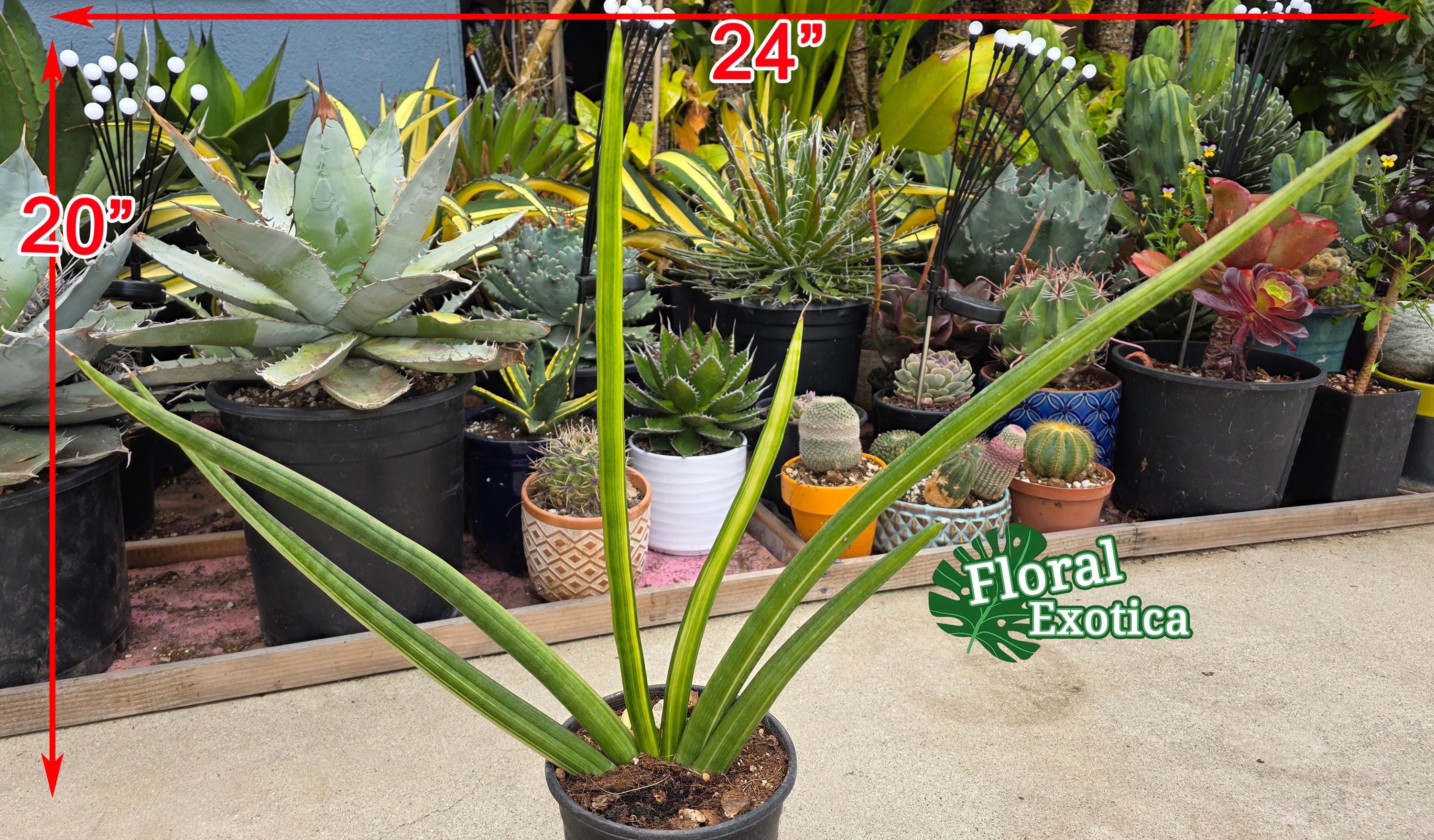 Variegated Mohawk Sansevieria Cylindrica - Exact Plant - Etsy Canada