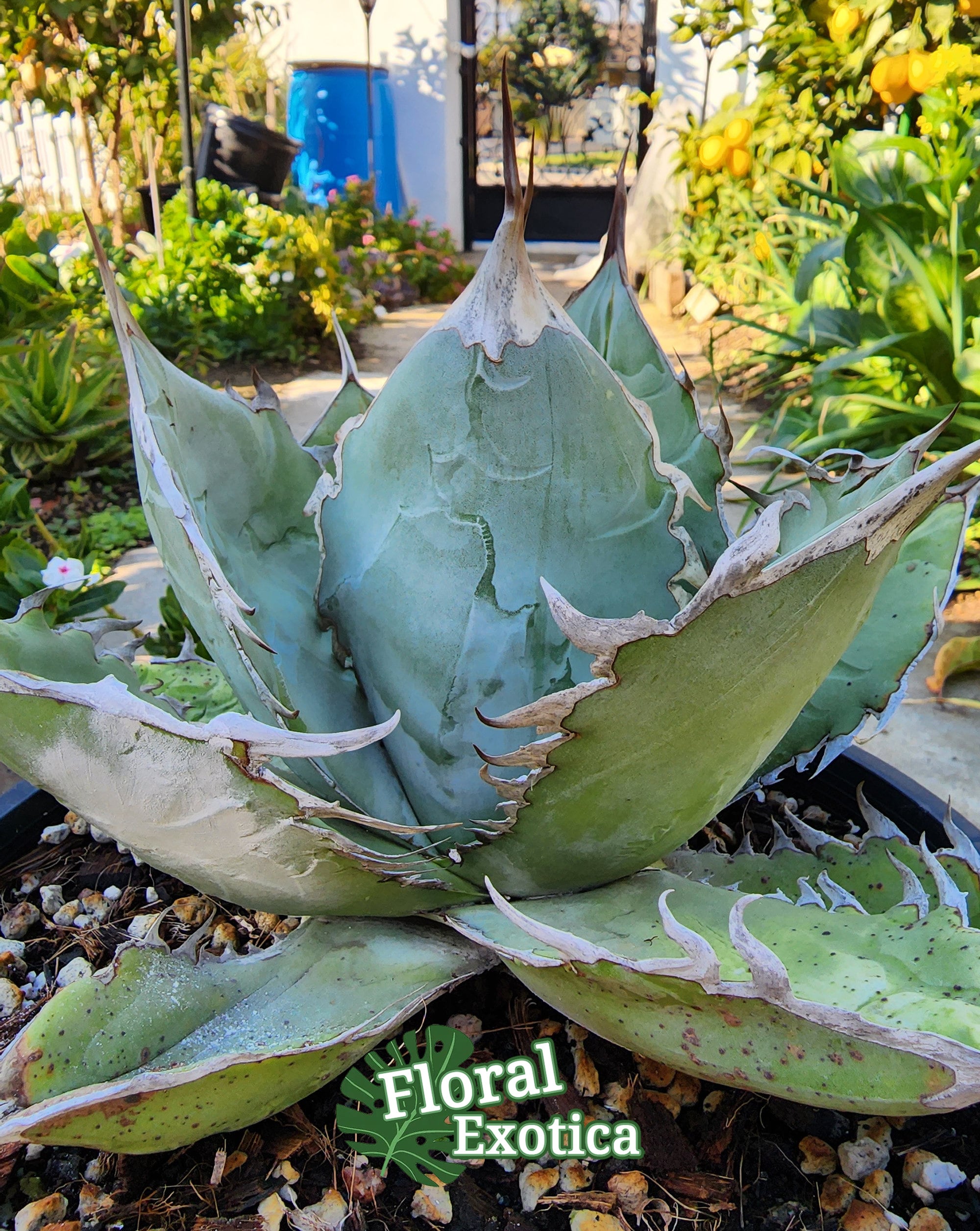 アガベ アテナータ 翡翠盤 アテヌアータ アガベ アテヌアータ