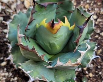 Titanota Kyoto - Compact Ornamental Collector Agave - Etsy