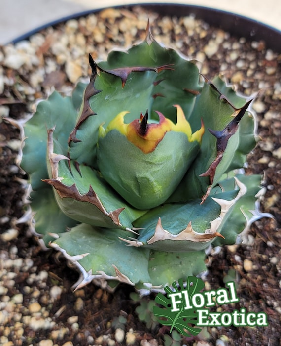 Titanota Kyoto - Compact Ornamental Collector Agave - Etsy