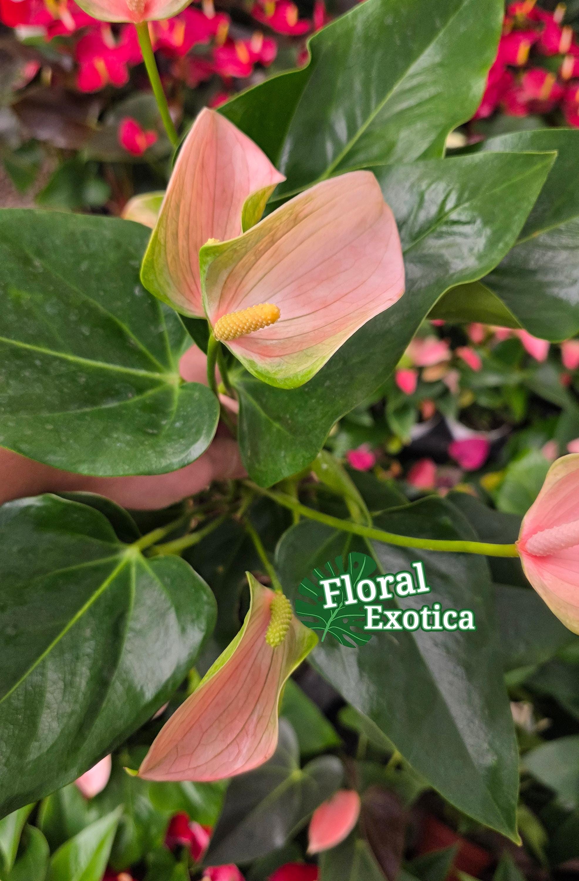 Anthrium Joli Peach - Novelty Anthurium - Florist Quality - 4" Starter -  Etsy