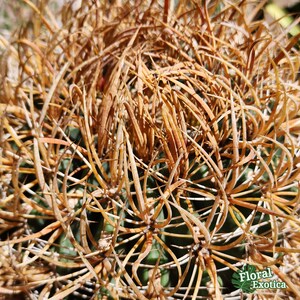 Rare Ferocactus Chrysacanthus Slow Growing Rare form with Red Core Spines Very Large Size image 10