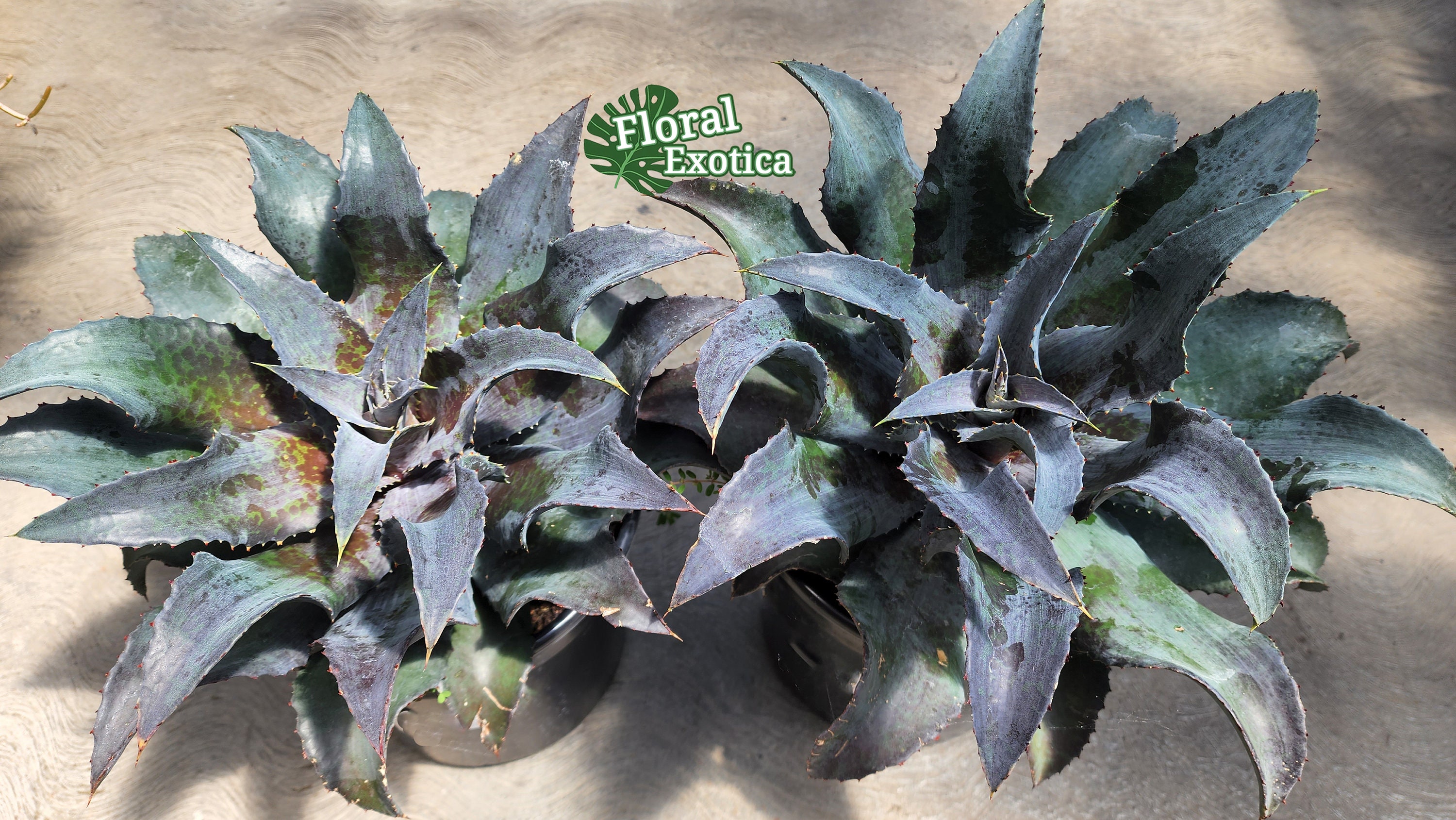 Night Owl Mangave: Dark Purple Hybrid Collectible Plant - Etsy
