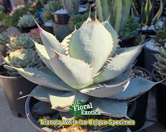 Agave Titanota 'caesar' - アガベ チタノタ “シーザー” - 凱撒嚴龍