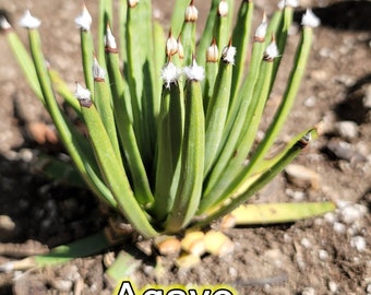 Agave Albopolosa - Snow Puff Agave - アガベ アルボポロサ - 毛吹上龍舌蘭 - 龍舌蘭専門店 - US Stock - 植物検疫証明書付きで出荷