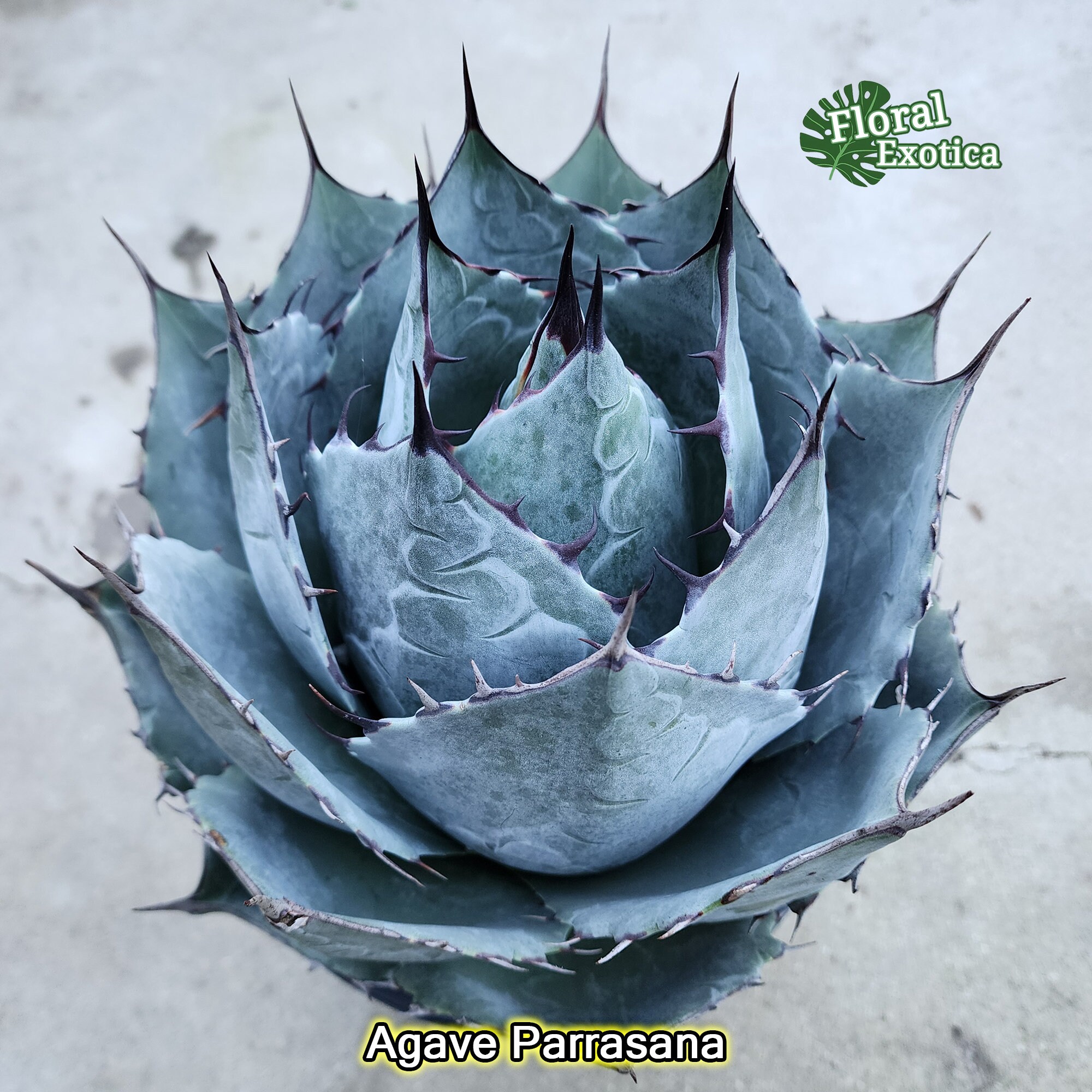 Agave Parrasana 'globe' - Premium Grade Select - Exact Agave Parrasana 'globe' - Premium Grade Select - Exact