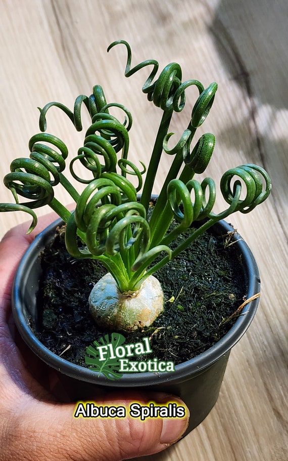 Albuca Spiralis - Frizzle Sizzle - Curly Grass with Yellow Scented