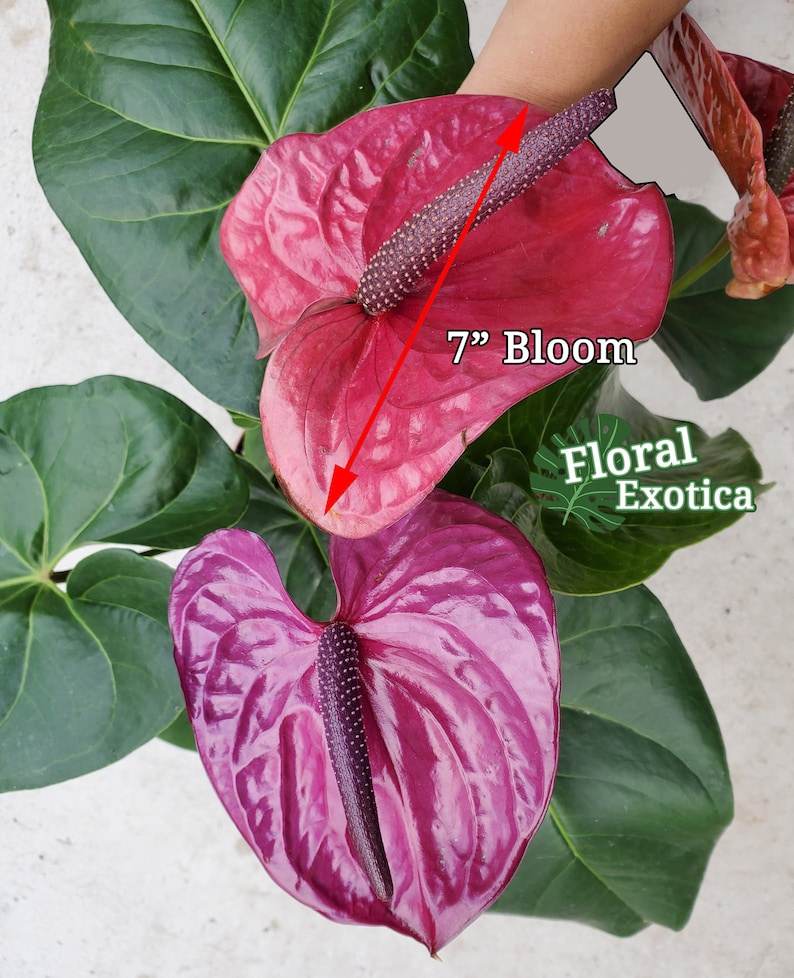 Premium Purple Anthurium Utah Purple 6 Pot Florist - Etsy.de