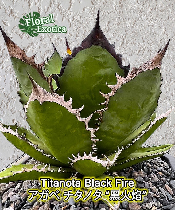 Agave titanota 黒厳竜　黒厳龍　希少　 アガベ　チタノタ　　PRP Agave titanota 黒厳竜 黒厳龍 希少 アガベ チタノタ PRP