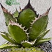 see more listings in the Agaves section