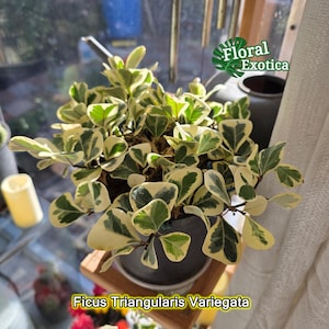 Op de afbeelding: Een Ficus Triangularis Variegata plant in een donkere pot. De plant heeft groene en crèmekleurige bladeren. De pot staat op een houten standaard. De afbeelding bevat de tekst "Floral Exotica" en "Ficus Triangularis Variegata".