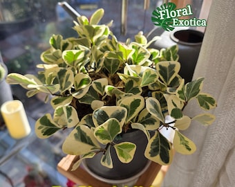 Ficus Triangularis Variegata - Exceptional House Plant