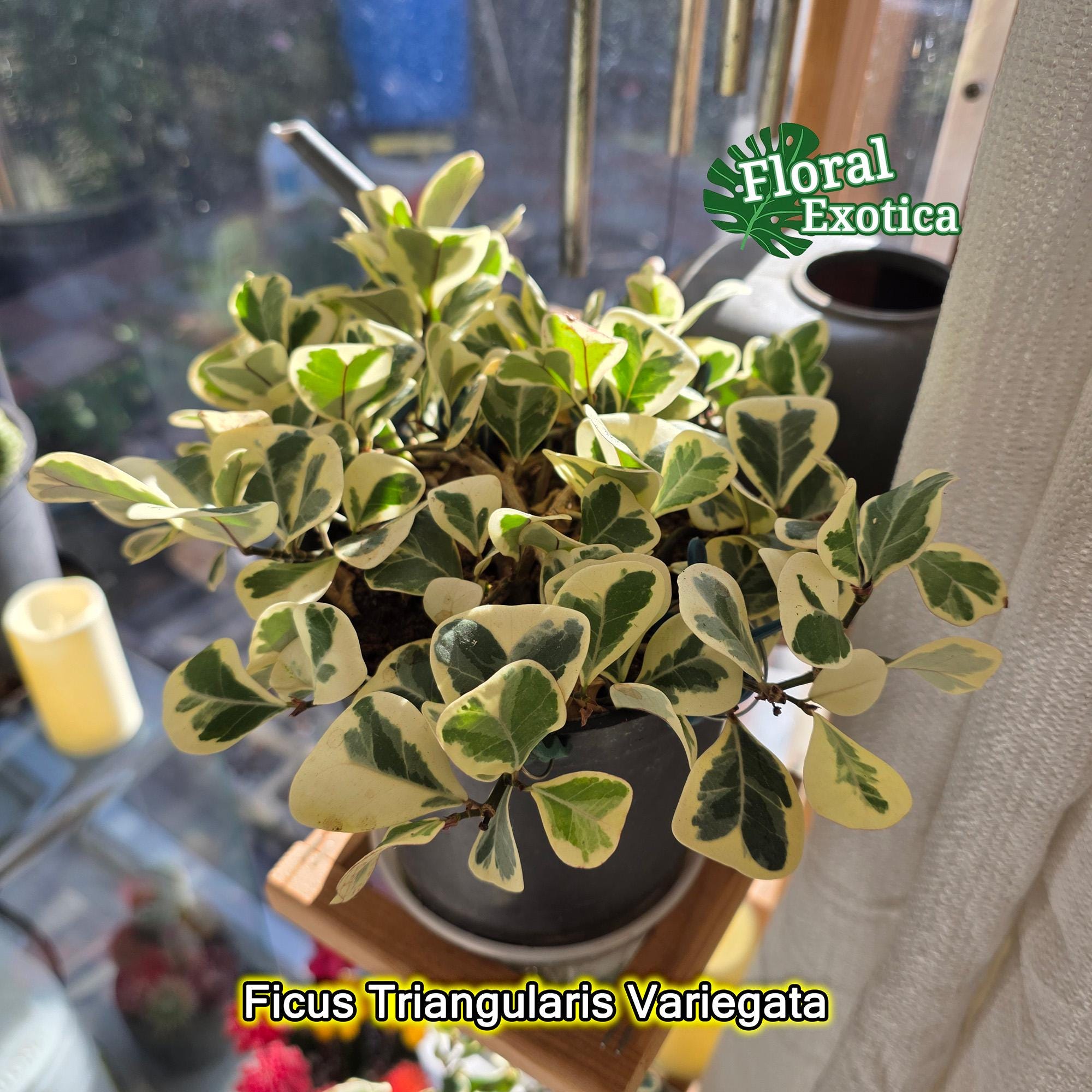 Ficus Triangularis Variegata - Exceptional House Plant - Etsy Israel