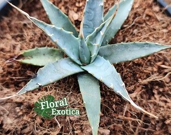 Agave Utahensis Var. Eborispina - アガベ・ユタエンシス