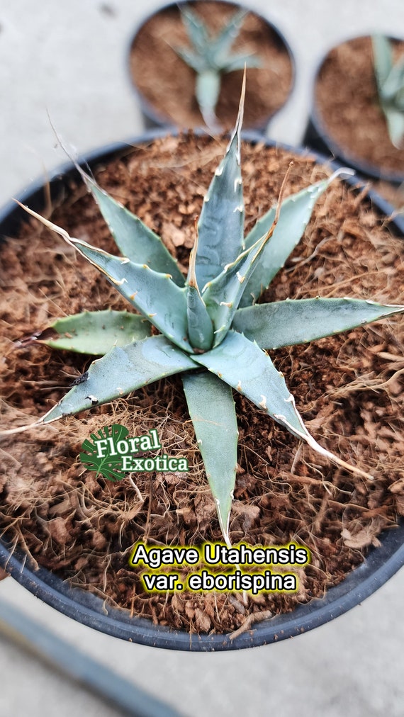 アガベ ユタエンシス　エボリスピナ アガベ・ユタエンシス・エボリスピナの基本情報・育て方｜多肉植物