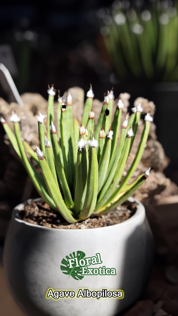 Agave Albopilosa - Snow Puff Agave -   -  -  - Etsy  Israel