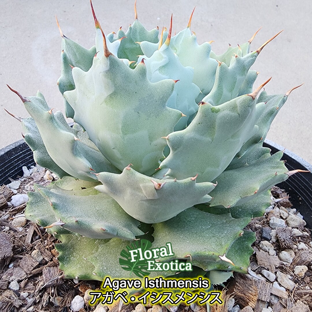 5*3様 アガベ　Agave isthmensis ✕ parrasana hy Agave Isthmensis - アガベイシスメンシス - 龍舌蘭専門店