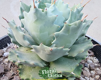 Agave Isthmensis: Compact Rosette Succulent - US Stock