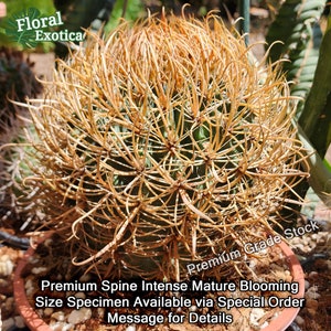 Rare Ferocactus Chrysacanthus Slow Growing Rare form with Red Core Spines Very Large Size image 9