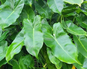 Liquidación: Recortes de Philodendron Burle Marx
