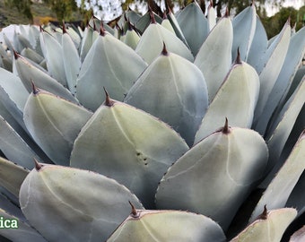 Agave Parryi Truncata - アガベ パリー トルンカータ トランカータ